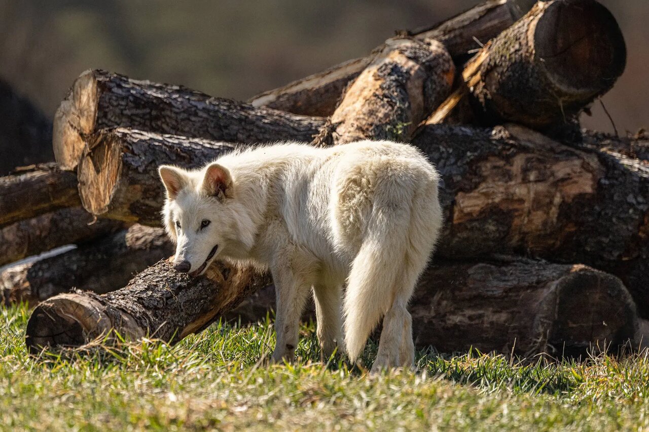 گرگ های وحشت شرکت کولوسال