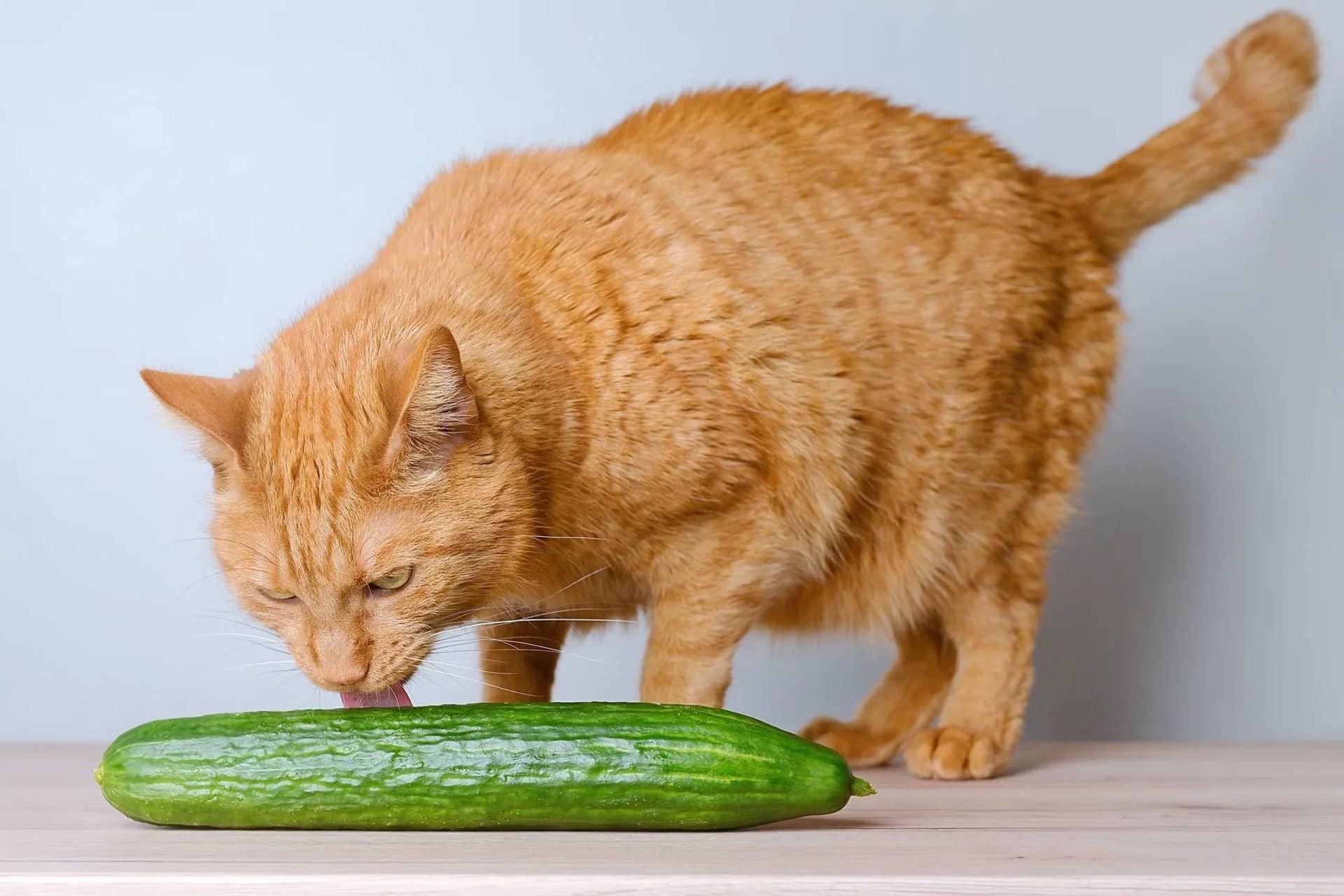 آیا گربهها واقعاً از خیار میترسند؟