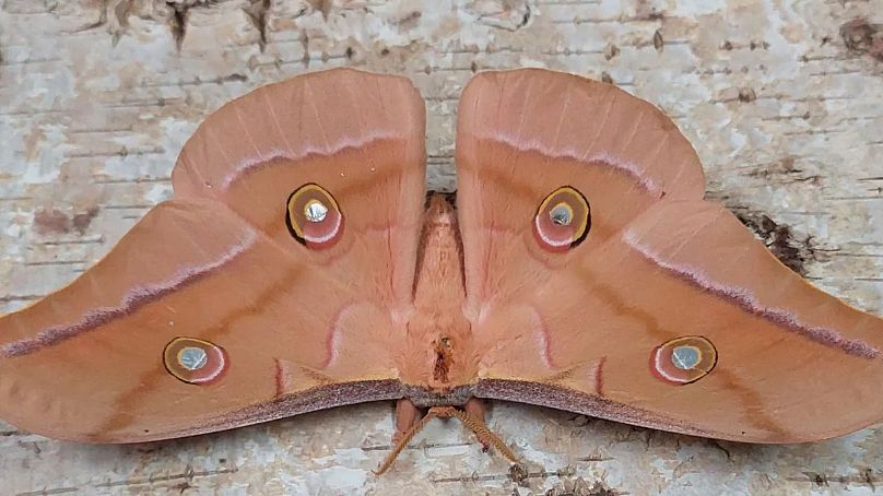 شبپره آفریقایی