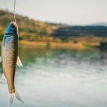 اخذ مجوز تولید ۷۰۰۰ تن ماهی در قفس در کنارک