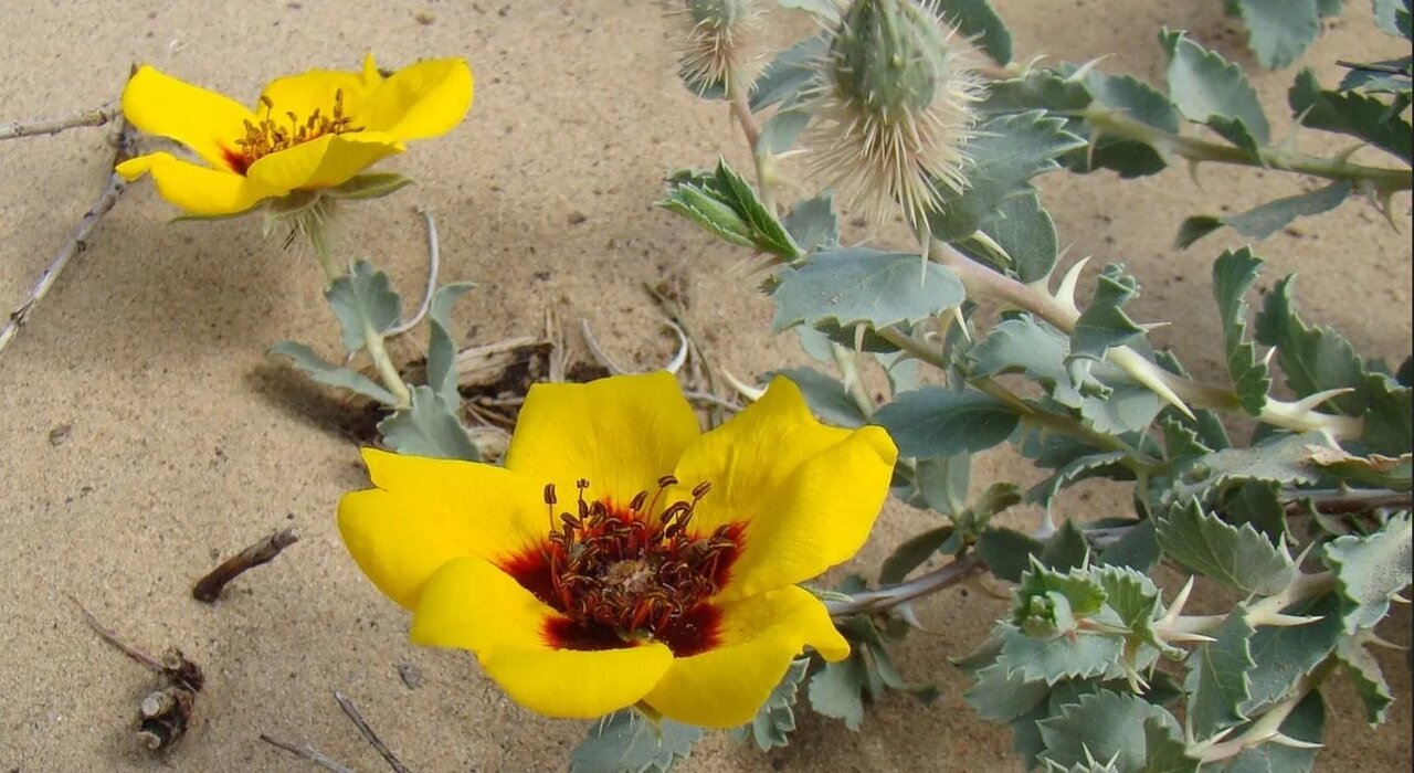 اولین گلهای رز دنیا چه رنگی بودند؟