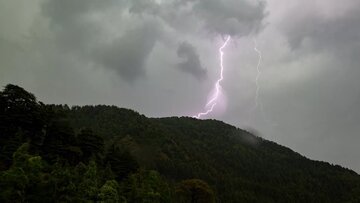 این درخت ترسناک، با صاعقه رقبا را نابود میکند / عکس