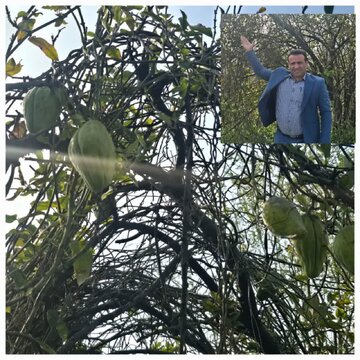 این گونه مهاجم گیاهی که در چند سال اخیر در شمال رشد کرده را بشناسید