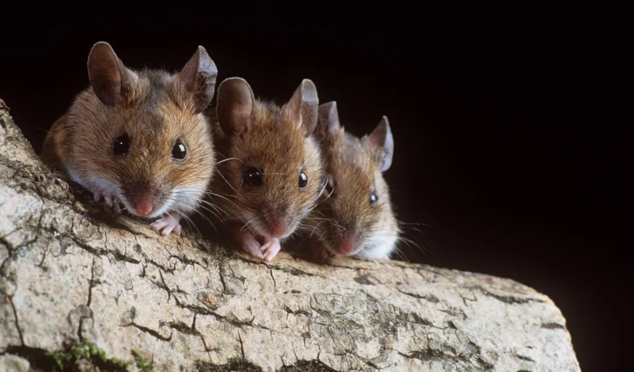 بازگشت بینایی با استفاده از طلا