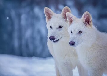 بازگشت گرگ غولپیکر به طبیعت پس از ۱۰ هزار سال