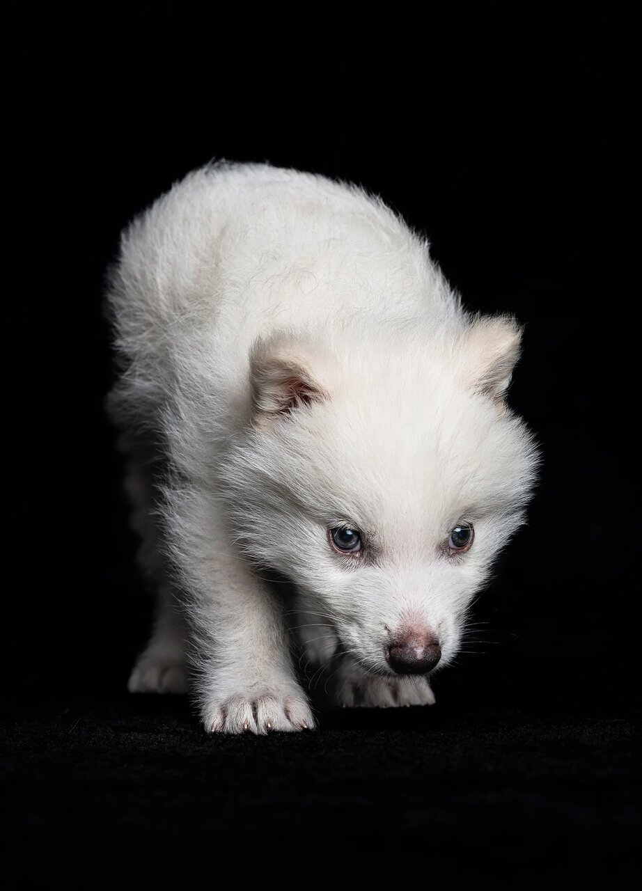 گرگ «وحشت» به زندگی برگشت / عکس