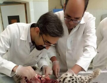 بررسی علت مرگ توله پلنگ‌های پارک ملی خَبر شهرستان بافت