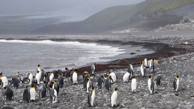 جنگ اقتصادی دونالد ترامپ در جزیره پنگوئن ها