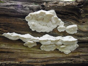 تلخترین ماده جهان در قارچی که زهر بدمزهتر است