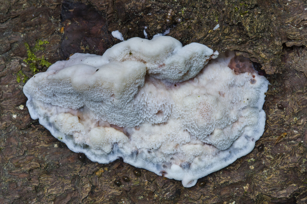 تلخترین ماده جهان در قارچی که زهر بدمزهتر است