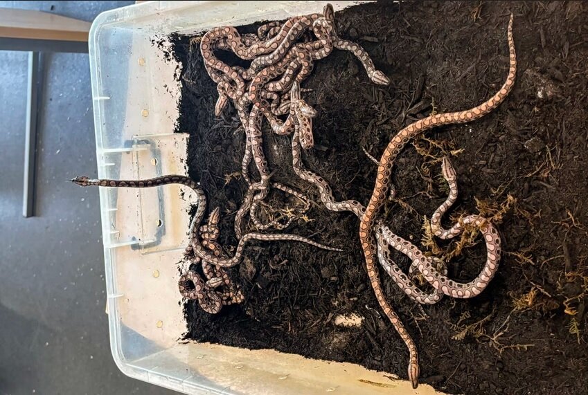 تولد معجزهآسا: مار بوآی «رونالدو» بعد از ۱۴ سال تنهایی بچهدار شد!