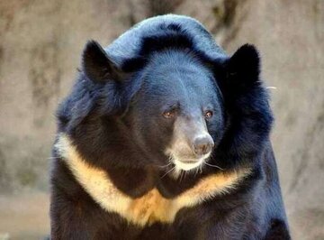 جزییات حادثه حمله خرس آسیایی به یک چوپان قلعه گنجی/ این فرد از ناحیه سر مصدوم شد