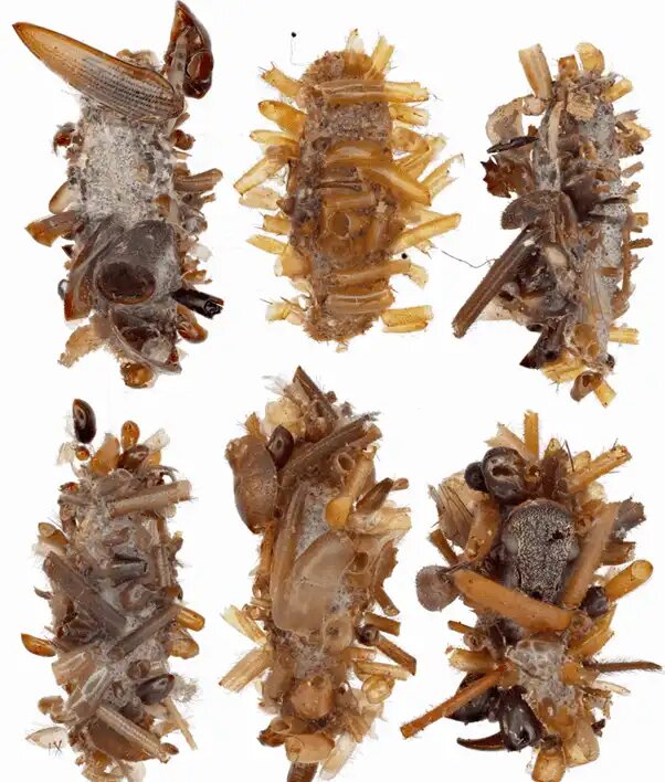 «جمعکننده استخوان»، یک شکارچی ترسناک که بدن طعمههایش را میپوشد!