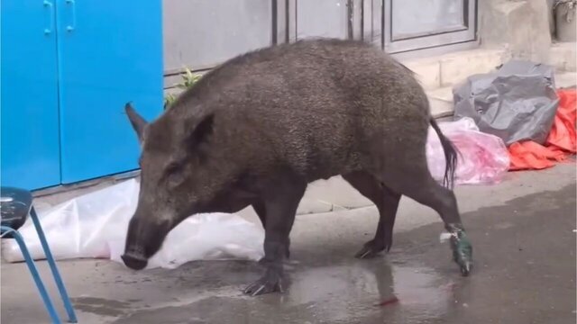 حواشی «پایتخت ۷»؛ تعقیب و گریز بهرام افشاری و حواله خودرو فوتبالیست‌ها