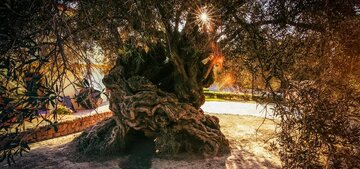 درخت ۴۰۰۰ ساله که اسکندر مقدونی را هم دیده است/ عکس