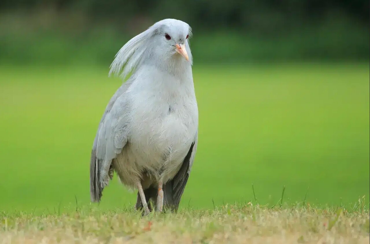 رازهای شبح در حال انقراض جنگل کالدونیای جدید