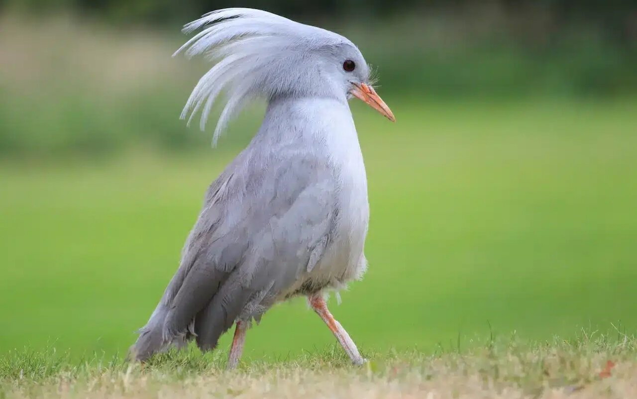 رازهای شبح در حال انقراض جنگل کالدونیای جدید