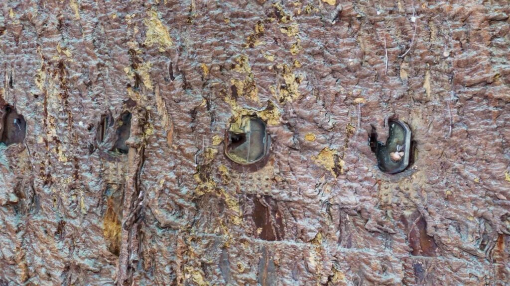 شواهدی جدید از غرق شدن تایتانیک پیدا شد/ اولین نمای کامل از لاشه کشتی