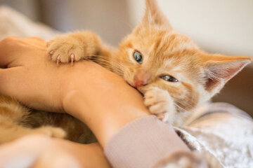 صاحبان حیوانات خانگی با عدم استفاده از ابزار کنترلی، مسئول جبران خسارات و مجازات خواهند بود