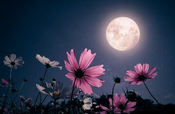 طلوع ماه صورتی در آسمان شب