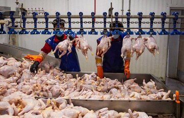 مرغهای وارداتی خروس از آب درآمد!