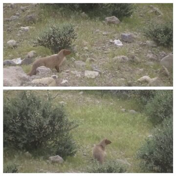 مشاهده گونه خدنگ بزرگ درچهارمحال و بختیاری