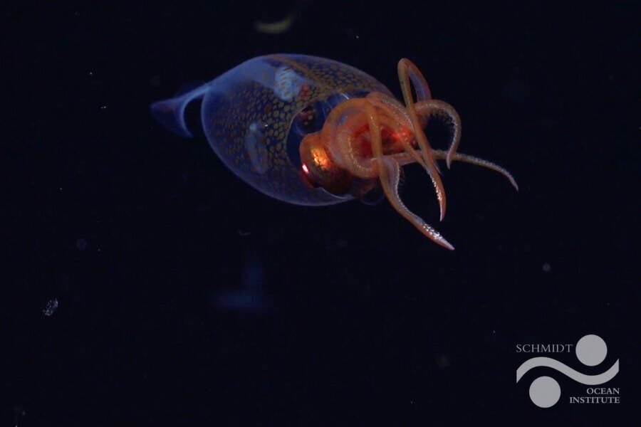 ملاقات با سایههای اعماق: اختاپوس افسانهای از تاریکی بیرون آمد /عکس