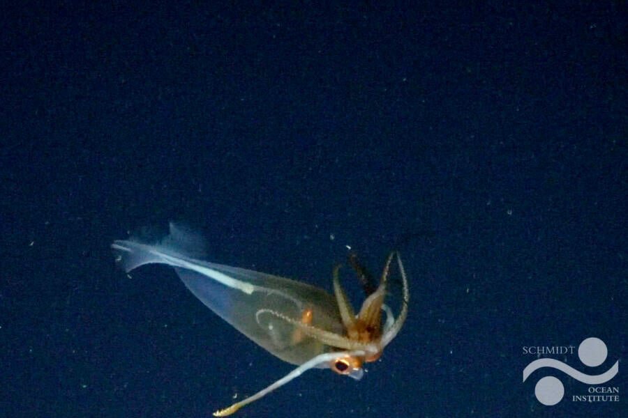 ملاقات با سایههای اعماق: اختاپوس افسانهای از تاریکی بیرون آمد /عکس