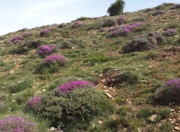 ممنوعیت بهرهبرداری و برداشت غیرمجاز از مراتع وگیاهان دارویی در استان سمنان