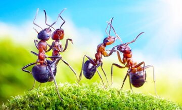 مورچهها دنیا را تسخیر کردهاند/ وزن مورچههای از مجموع وزن پستانداران و پرندهها فراتر رفت!