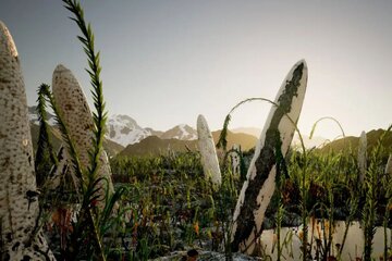 نخستین موجود غولپیکر ساکن خشکی احتمالا شکلی ناشناخته از حیات بوده است