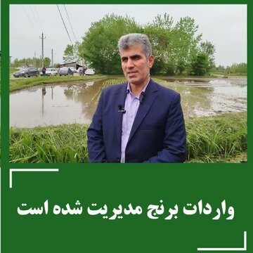 واردات برنج مدیریت شده است