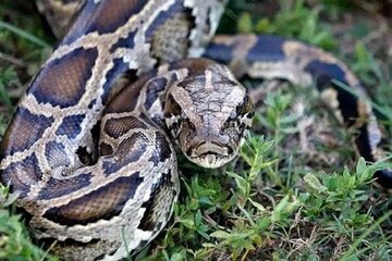 ورود مارهای عظیم‌الجثه به عنبرآباد دردسرساز شد