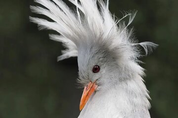 پرندهای کمیاب با یک ویژگی بینظیر در میان تمام پرندگان