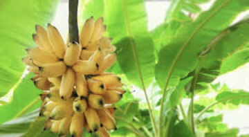 کرمان به کلوپ تولیدکنندگان موز گلخانه ای پیوست