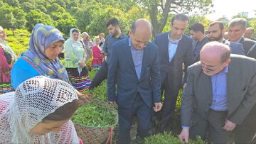 کشاورزان چایکار در برداشت برگ سبزچای با کیفیت رقابت واز قیمت بالا بهره مند شوند