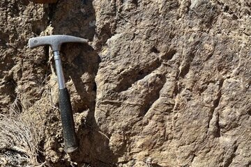 کشف ردپای دایناسورها در شهرستان زرند / شناسایی ۱۰ ردپای مرموز