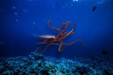 کشف غیرمنتظره در اعماق دریا / ثبت اولین تصویر از بزرگترین ماهی مرکب دنیا