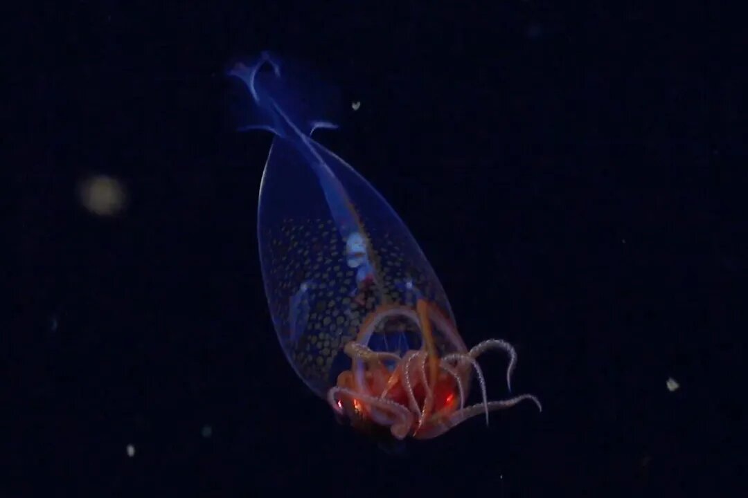 کشف غیرمنتظره در اعماق دریا / ثبت اولین تصویر از بزرگترین ماهی مرکب دنیا