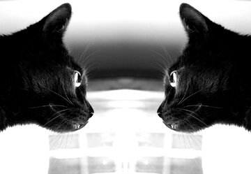 گربه کوانتومی همه را شگفتزده کرد