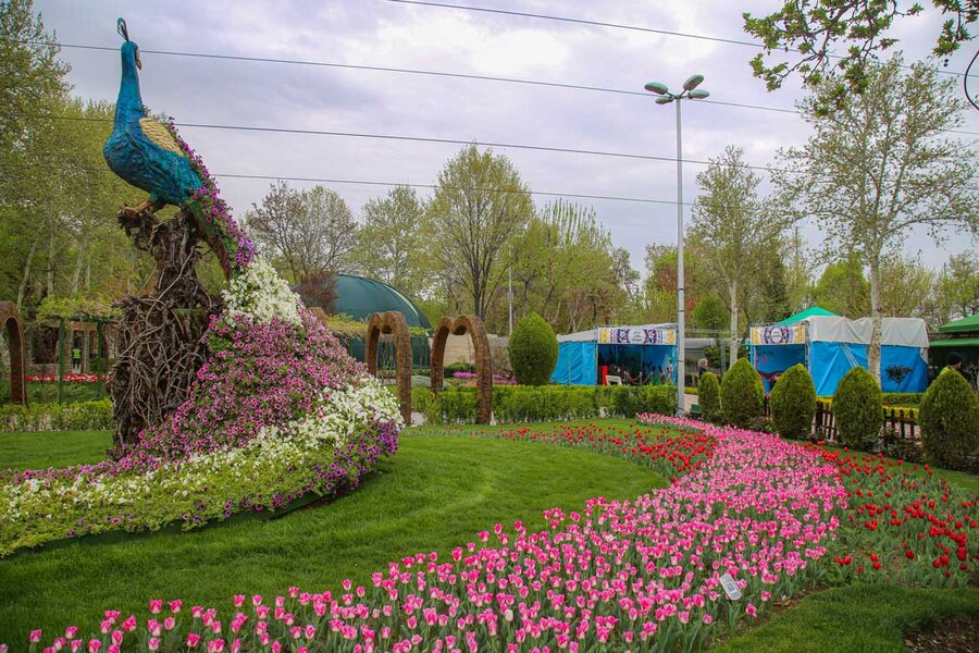 لالههای باغ گلهای کرج زیر چتر باران بهاری