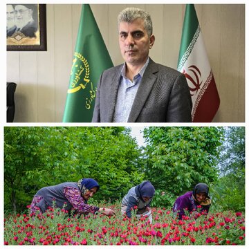 گیلان، پیشتاز تولید گل گاوزبان در کشور