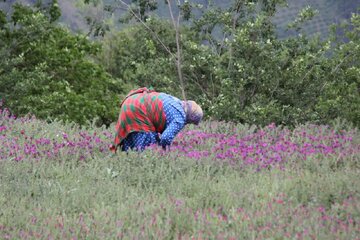 ۸۵ درصد گل گاوزبان کشور در این شهرستان تولید میشود