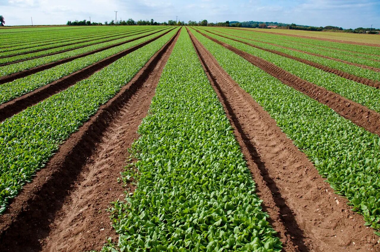 اگر دنیا نابود شود، این ۴ خوراکی نجاتتان میدهد!