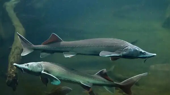 بازماندگان تاریخ جهان/ حیواناتی که از دنیای باستان زنده ماندهاند