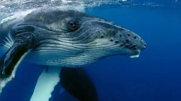 بازماندگان تاریخ جهان/ حیواناتی که از دنیای باستان زنده ماندهاند