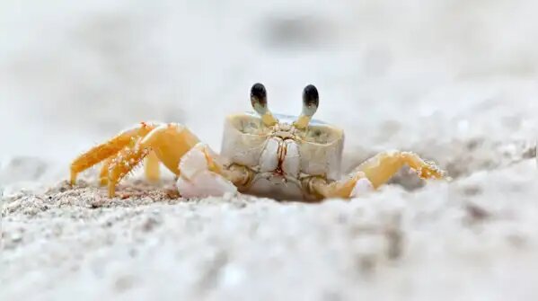 بازماندگان تاریخ جهان/ حیواناتی که از دنیای باستان زنده ماندهاند