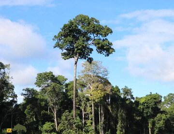 بدجنسترین درخت جهان که با صاعقه قد میکشد!