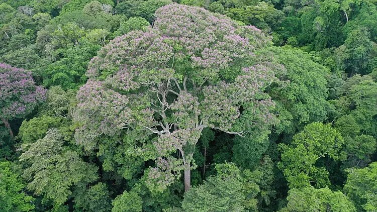 این درخت ترسناک، با صاعقه رقبا را نابود میکند / عکس