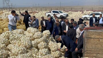بررسی مشکلات پیازکاران جنوب کرمان توسط رئیس کمیسیون کشاورزی مجلس / بازدید میدانی از تپه های پیاز!